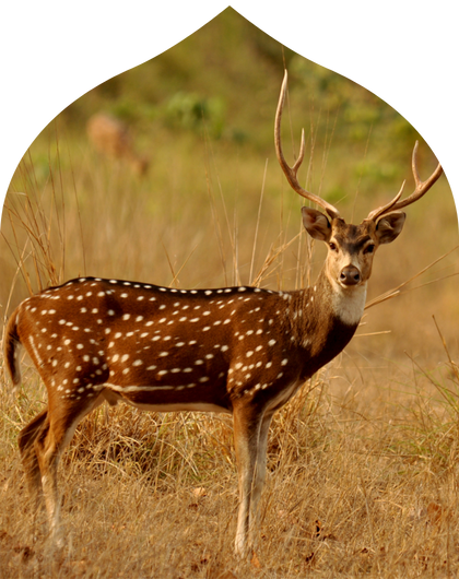 Explore the Wild Tour