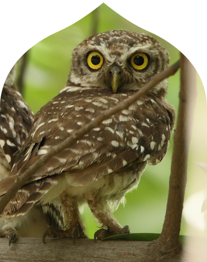 Gir National Park Safari Tour