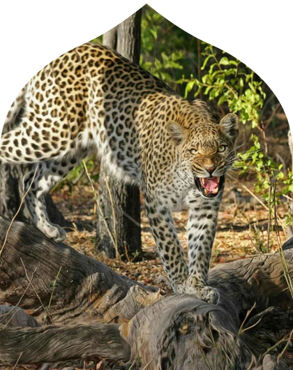 Jawai Wildlife Escape