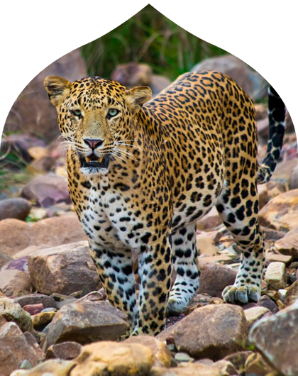 Panna National Park Safari