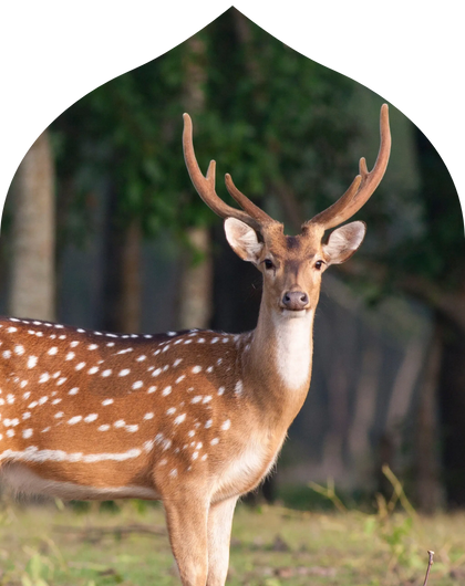 Sariska Safari Escape