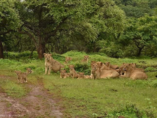 gir-national-park-safari-tour
