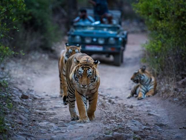 golden-triangle-tour-with-ranthambore