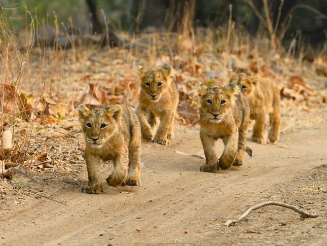 kingdom-of-wild-tour