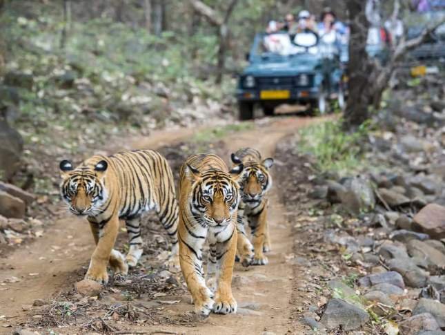 sariska-safari-escape-tour